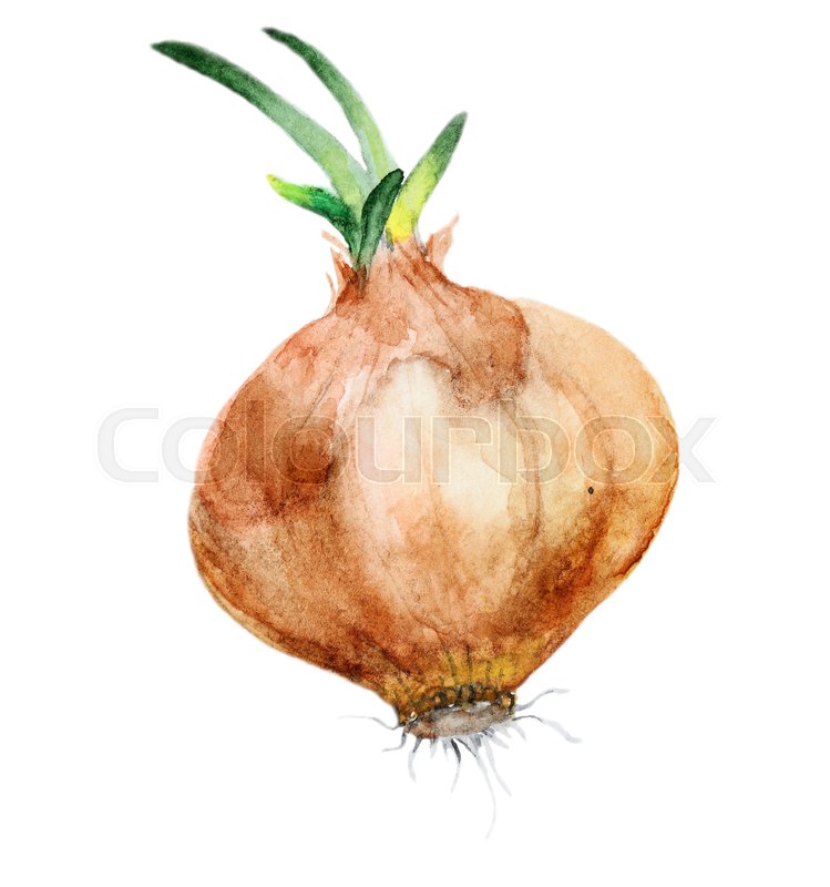 749x800 Watercolor Onion Isolated On White Background. Perfect For Design - Watercolor Onion