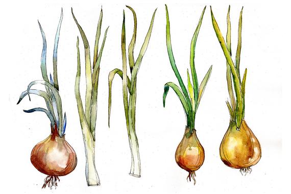 570x380 Watercolor Onion Vegetables Png Set Etsy - Watercolor Onion