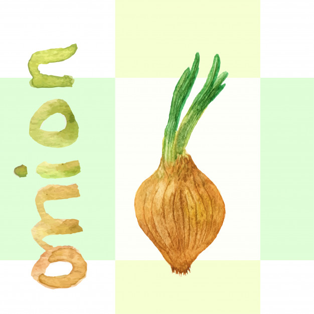 626x626 Watercolor Onion. Vector Onion. Hand Drawn Watercolor Painting - Watercolor Onion
