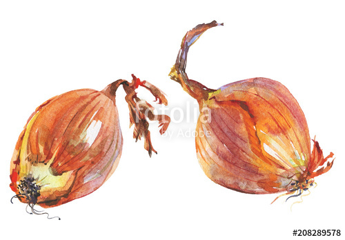500x348 Watercolor Painting Onion On White Background. Hand Drawn - Watercolor Onion