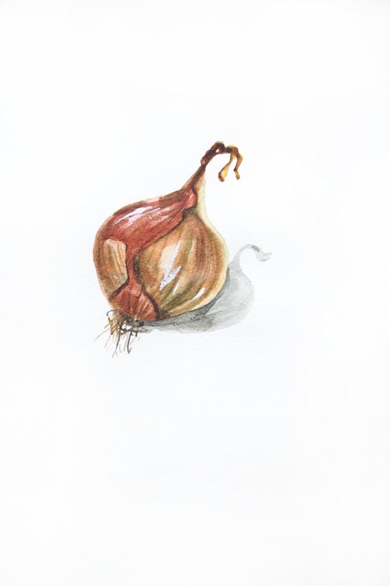 570x855 Watercolor Vegetable Onion Painting Garden Gifts Onion Etsy - Watercolor Onion
