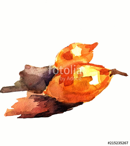 443x500 Watercolor Onion Stock Photo And Royalty Free Images On Fotolia - Watercolor Onion