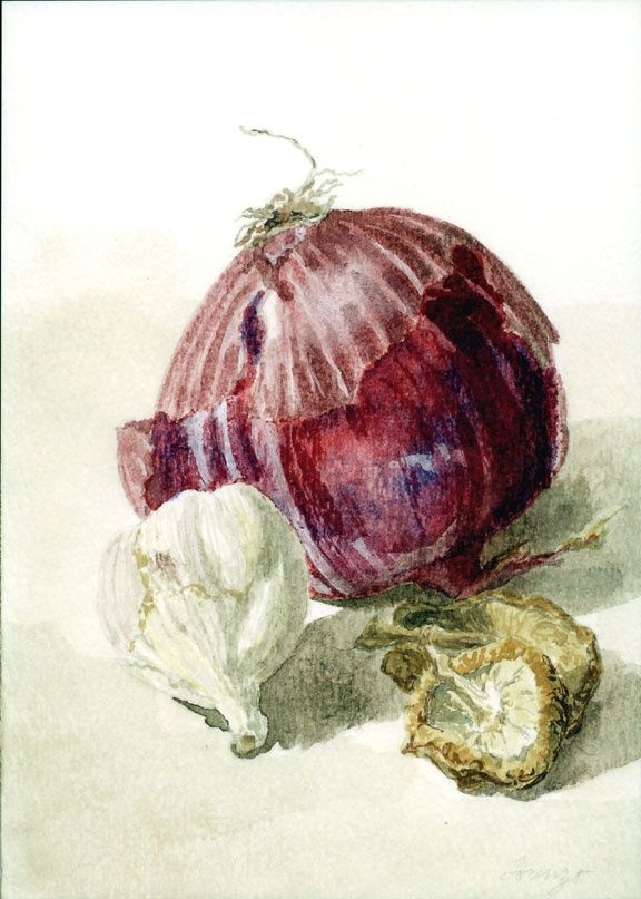 576x807 Watercolor Onions Medium Watercolor Paintings - Watercolor Onion
