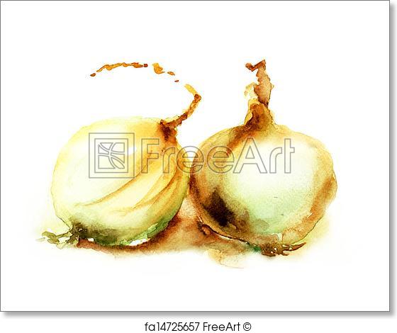 560x470 Free Art Print Of Onion. Watercolor Illustration Of Onion - Watercolor Onion