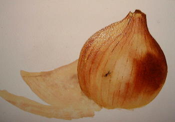 350x244 How To Paint An Onion, Watercolor Demo - Watercolor Onion