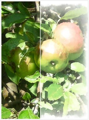 350x473 Create Digital Watercolor Paintings From Your Photos. Photofunia - Watercolor Online App