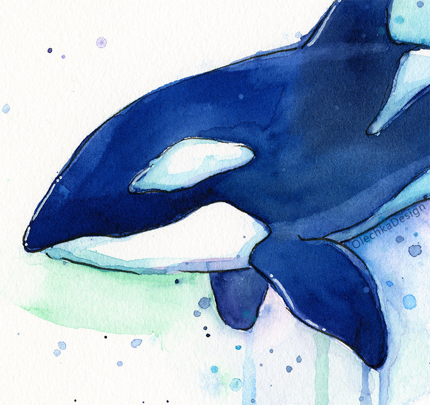 849x798 Killer Whale Watercolor Olechka Design - Watercolor Orca