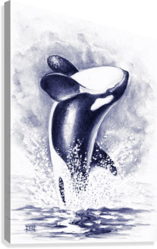 323x511 Breaching Orca Killer Whale Blue Watercolor - Watercolor Orca