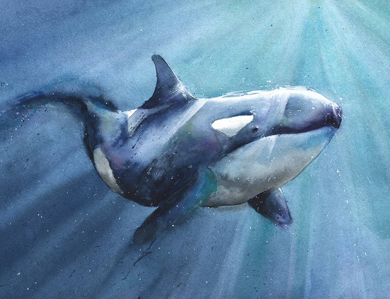 800x613 Orca Original Watercolor Painting Watercolor Animal Paintings - Watercolor Orca