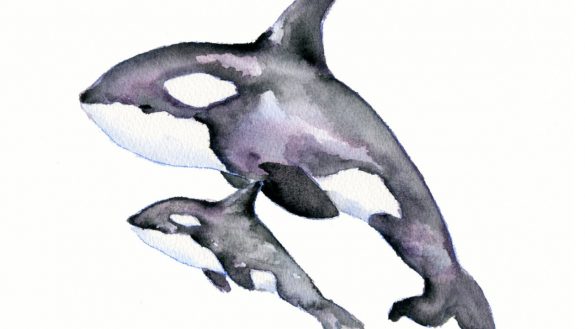 585x329 Excellent Design Ideas Orca Pictures To Print Painting Watercolor - Watercolor Orca