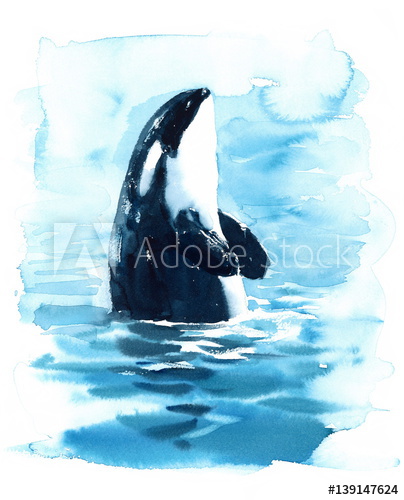 404x500 Watercolor Orca Hand Painted Killer Whale Illustration - Watercolor Orca