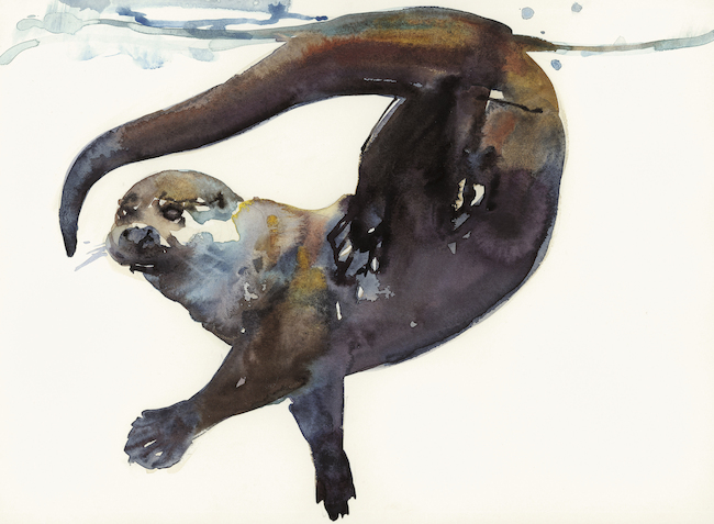 650x477 Otter Study Ii - Watercolor Otter