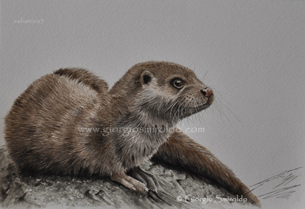 600x412 Watercolor Otter - Watercolor Otter