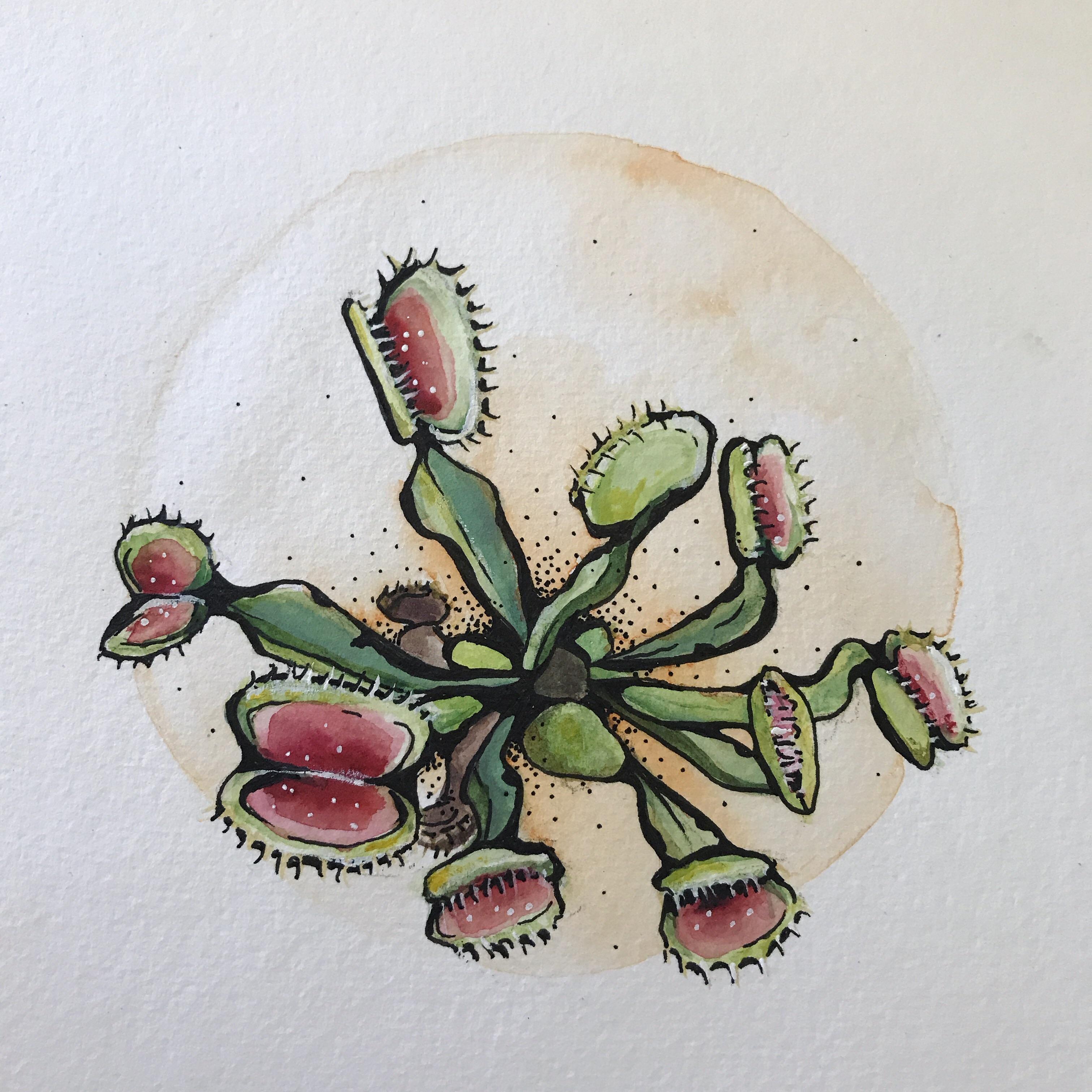 3023x3023 Venus Fly Trap - Watercolor Outline