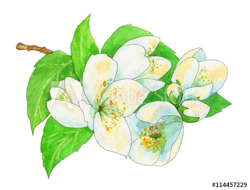 500x381 Jasmine, White Flowers And Green Leaves With Black Outline - Watercolor Outline