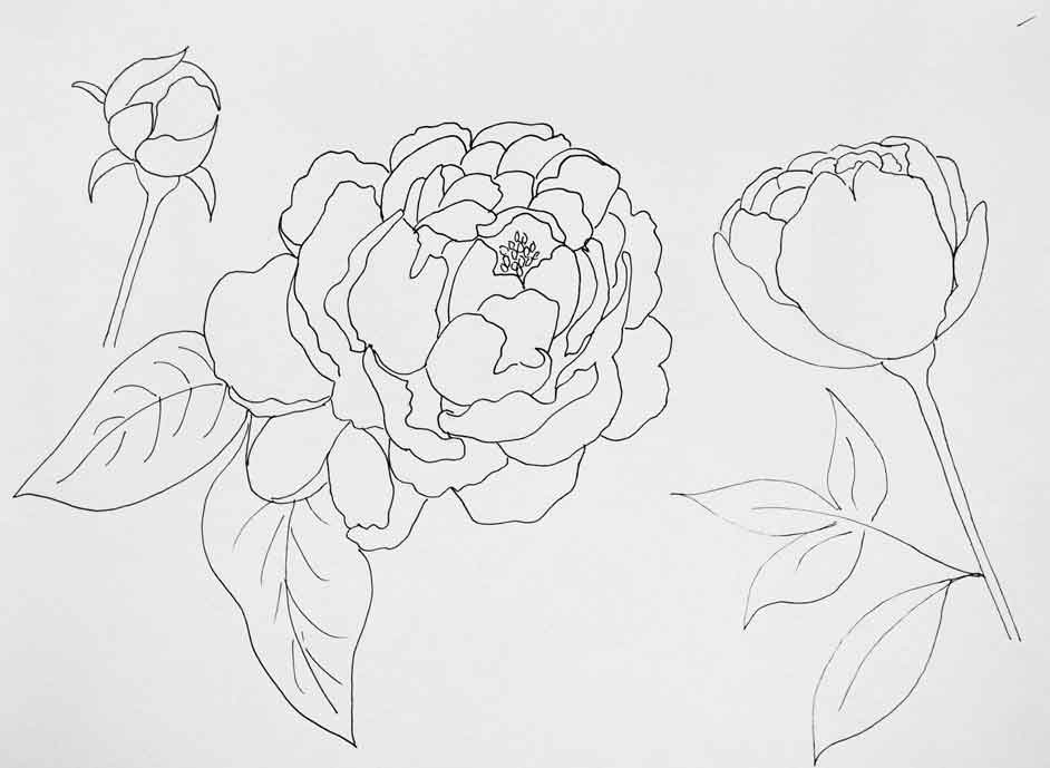 942x689 How To Paint Peonies With A Watercolor Effect - Watercolor Outline Drawings