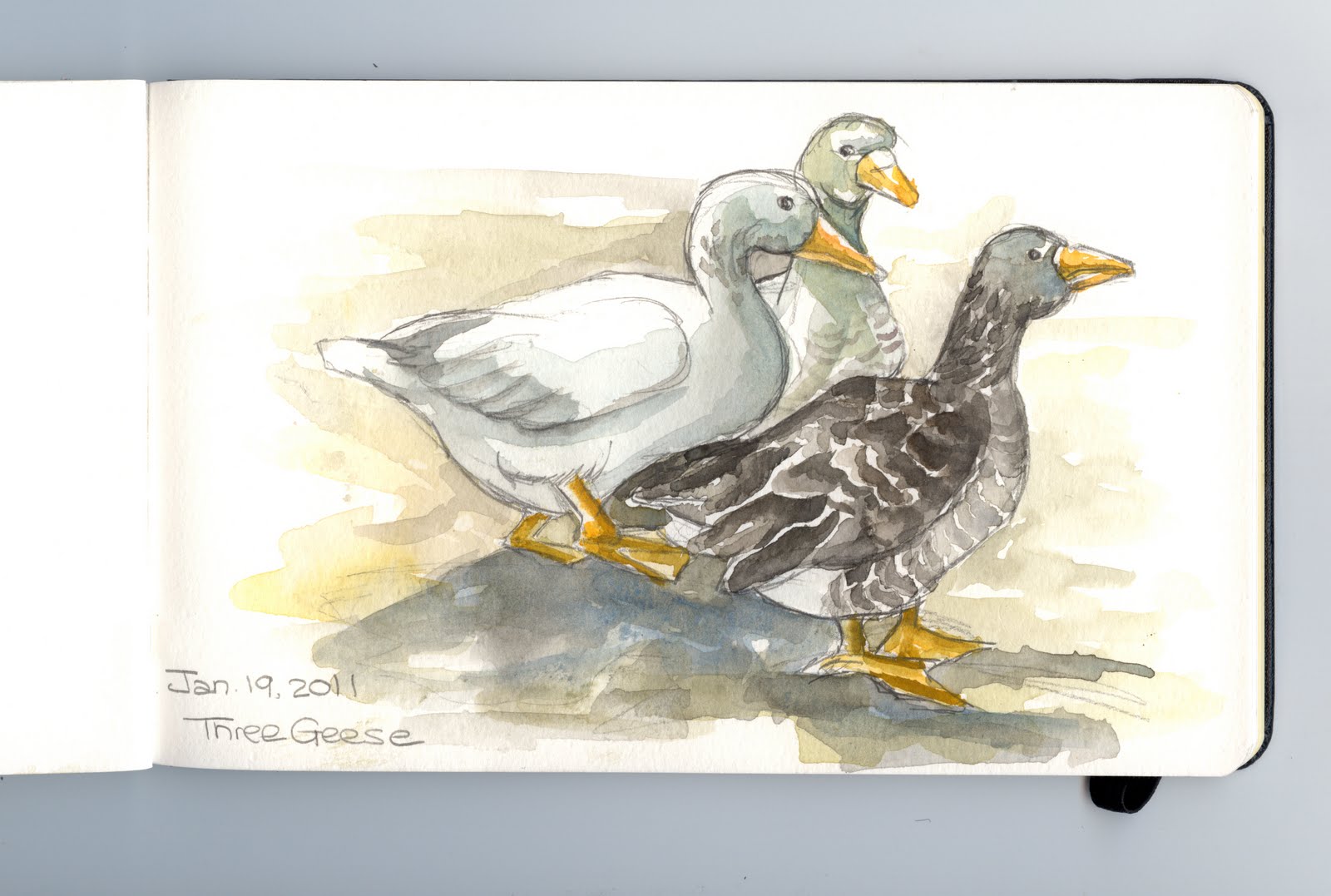 1600x1077 Peggy Turchette 365 Birds Day Eighteen Three Geese Watercolor - Watercolor Over Pencil