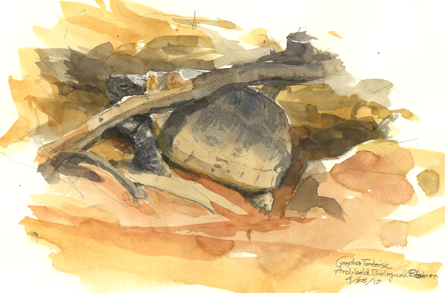 1495x985 Plein Air Watercolors Drawing The Motmot - Watercolor Over Pencil