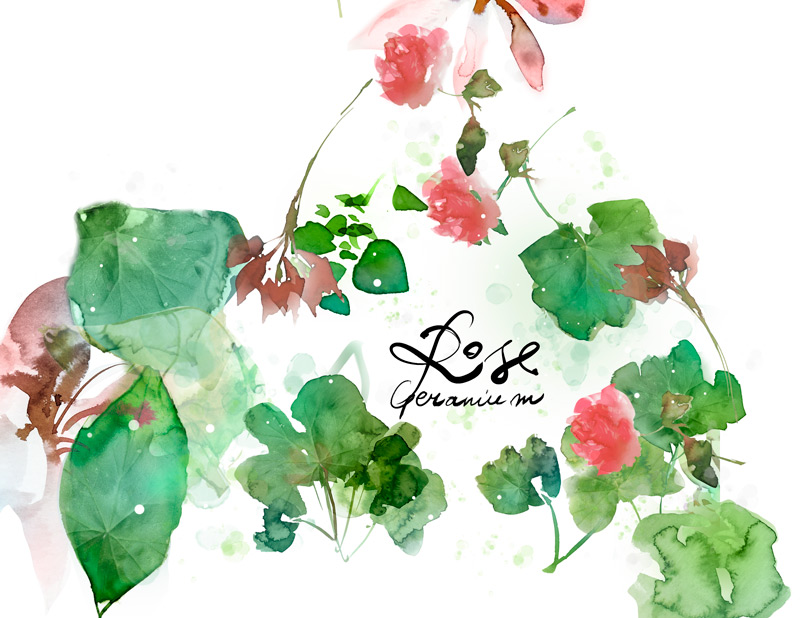 800x618 Marta Spendowska The Artist Behind The Limited Edition Rose - Watercolor Packaging