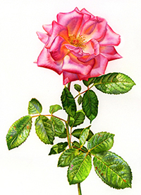 200x275 Painting Glorious Rose Flowers In Watercolor In 7 Stages By - Watercolor Painting Flowers For Beginners