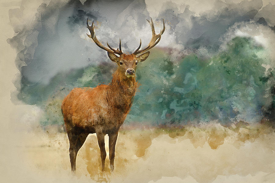 900x598 Watercolor Painting Of Portrait Of Majestic Red Deer Stag In Aut - Watercolor Paintings Of Deer