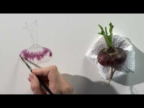 480x360 Watercolour Fruit Amp Vegetable Portraits Four - Watercolor Paintings Of Fruits And Vegetables