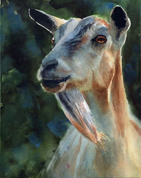 477x600 Goat Art - Watercolor Paintings Of Goats