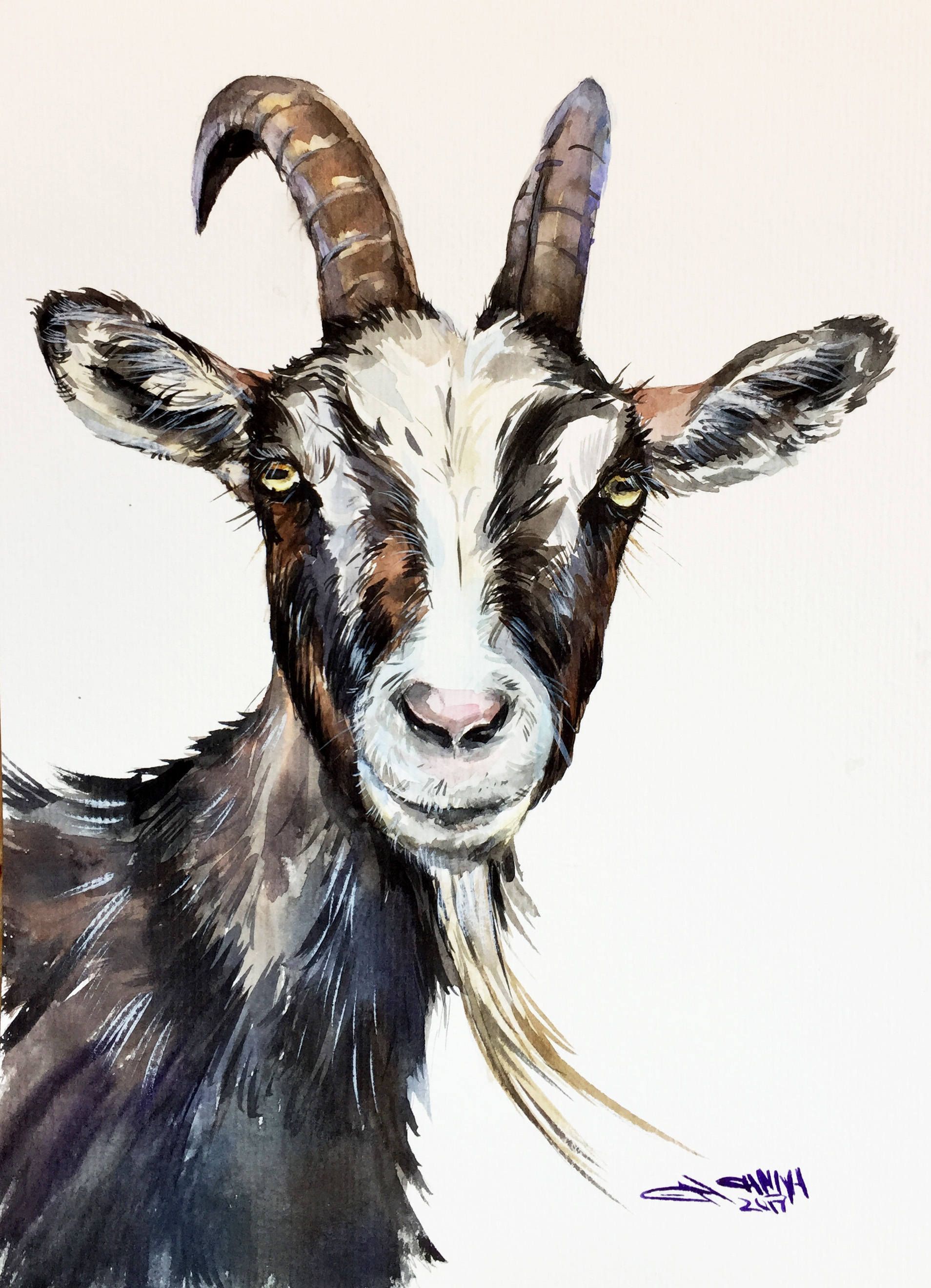 1908x2640 Goat Faced Portrait, Goat Art, Farm Animal Portrait, Goat Decor - Watercolor Paintings Of Goats