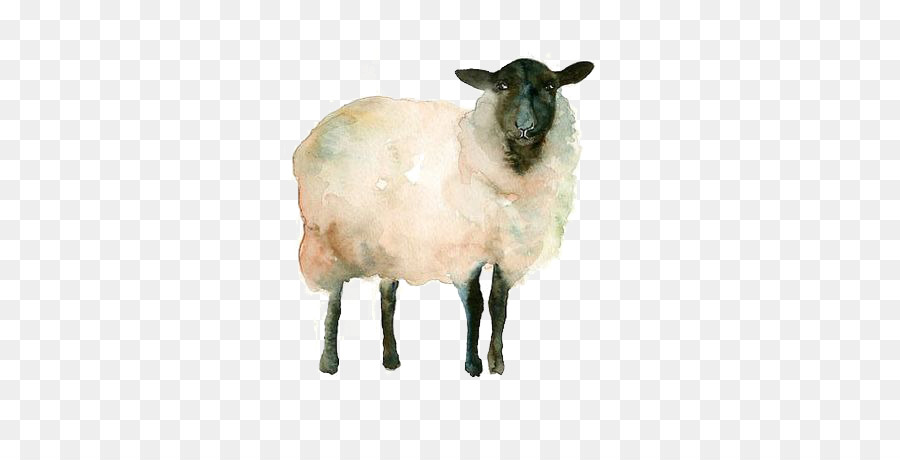 900x460 Icelandic Sheep Watercolor Painting Drawing Goat Sketch - Watercolor Paintings Of Goats