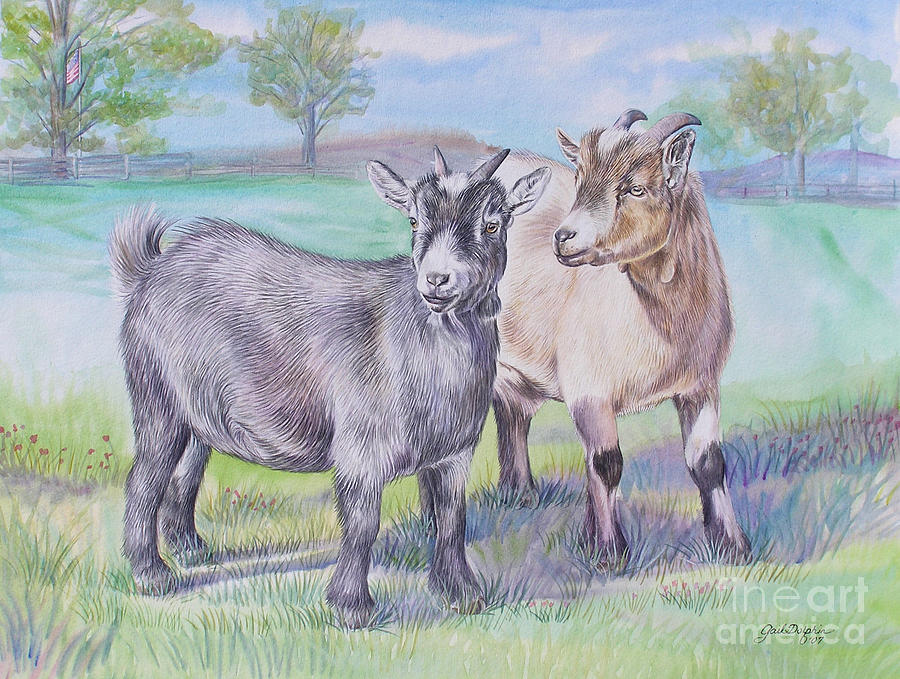 900x679 Pygmy Goats Painting By Gail Dolphin - Watercolor Paintings Of Goats