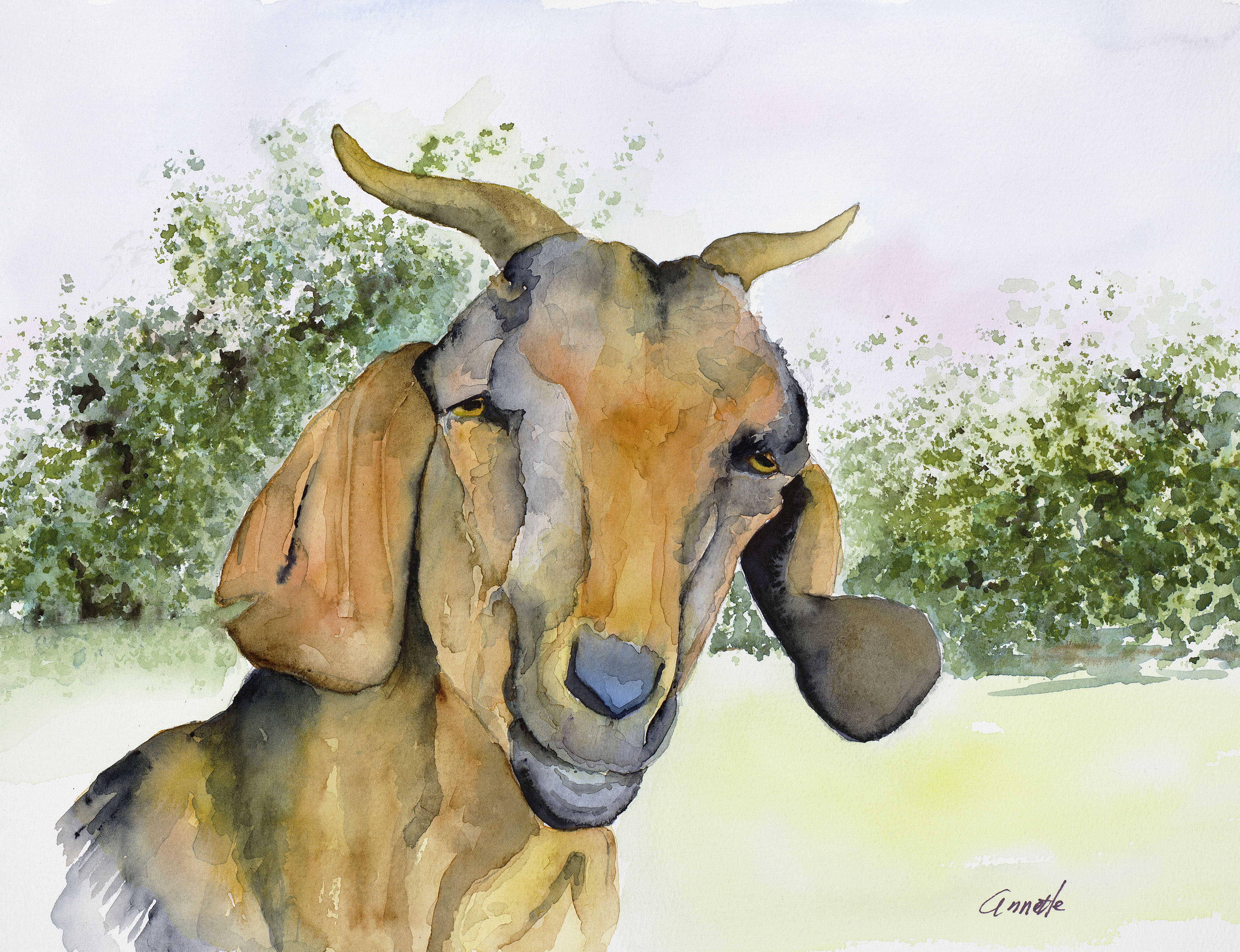 4374x3359 Annette Bennett Watercolor Art Animals With A Watercolor Art Itude - Watercolor Paintings Of Goats