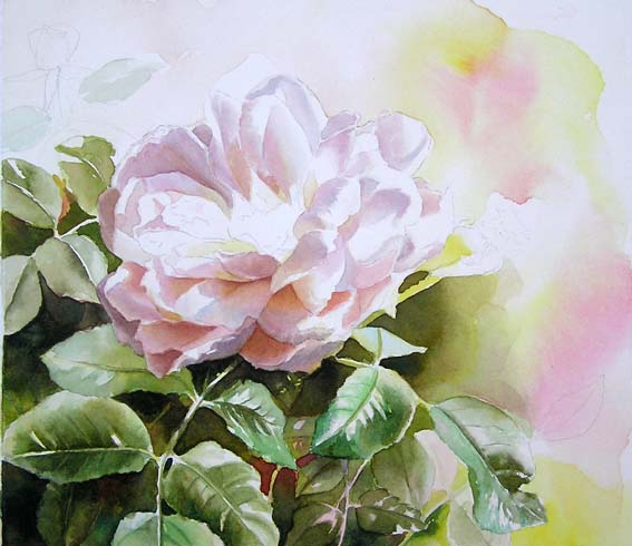 567x490 Lions Rose Wip 2 - Watercolor Paintings Of Lions