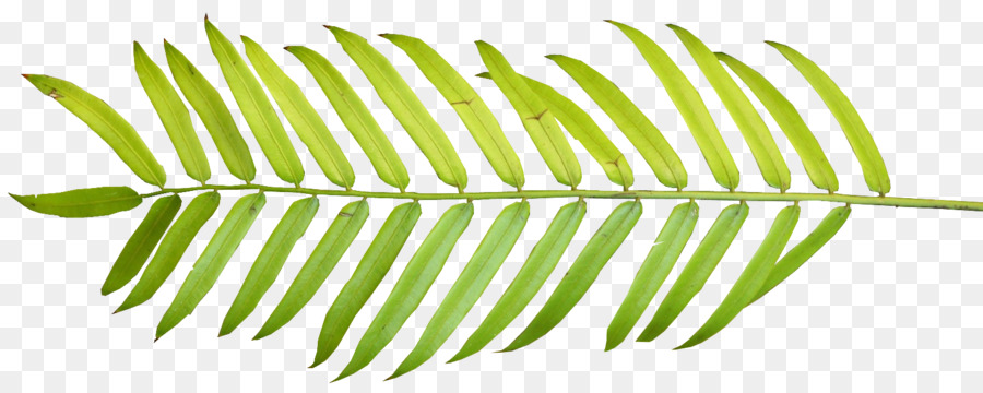900x360 Palm Branch Palm Leaf Manuscript Arecaceae Clip Art - Watercolor Palm