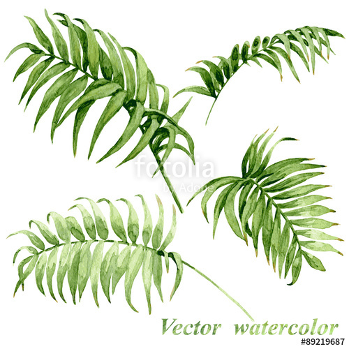 500x500 Watercolor Palm Leaves Isolated On White. Stock Image And Royalty - Watercolor Palm