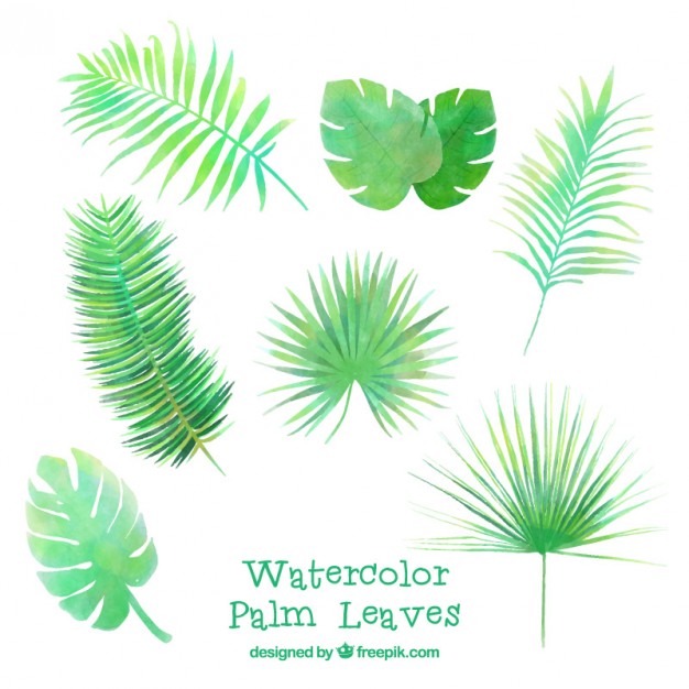 626x626 Watercolor Several Palm Leaves Vector Free Download - Watercolor Palm