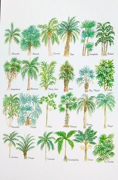 Watercolor Palm Leaves