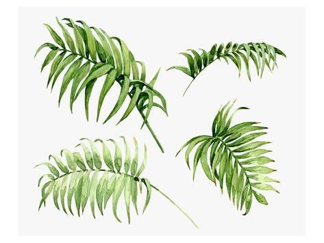 473x355 Watercolor Palm Leaves Prints - Watercolor Palm Leaves