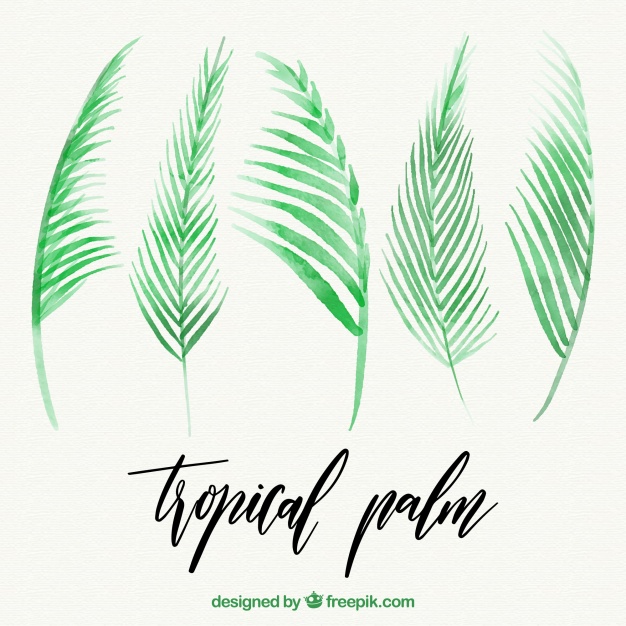 626x626 Download Vector - Watercolor Palm Leaves