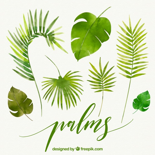 626x626 Leaves Of Watercolor Palms Vector Free Download - Watercolor Palm Leaves