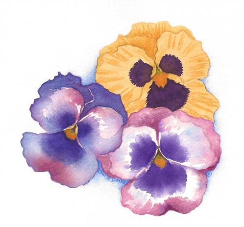 498x463 Pansies - Watercolor Pansies