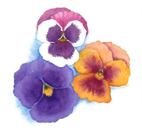 498x461 Pansies - Watercolor Pansies