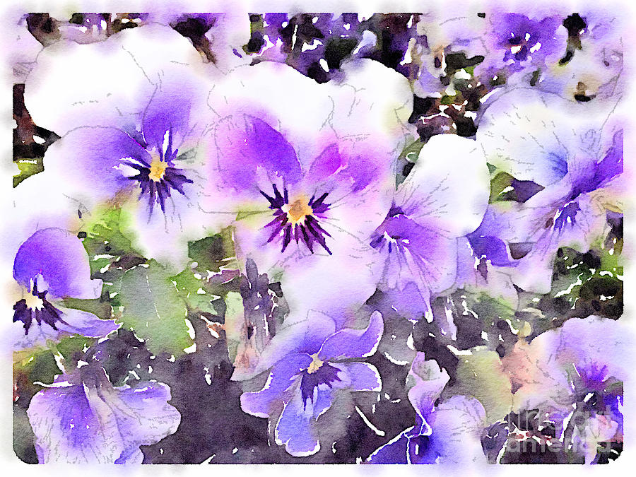 900x675 Pansies Watercolor Painting By John Edwards - Watercolor Pansies