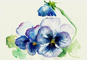 300x209 Watercolor Pansies Paintings Fine Art America - Watercolor Pansies