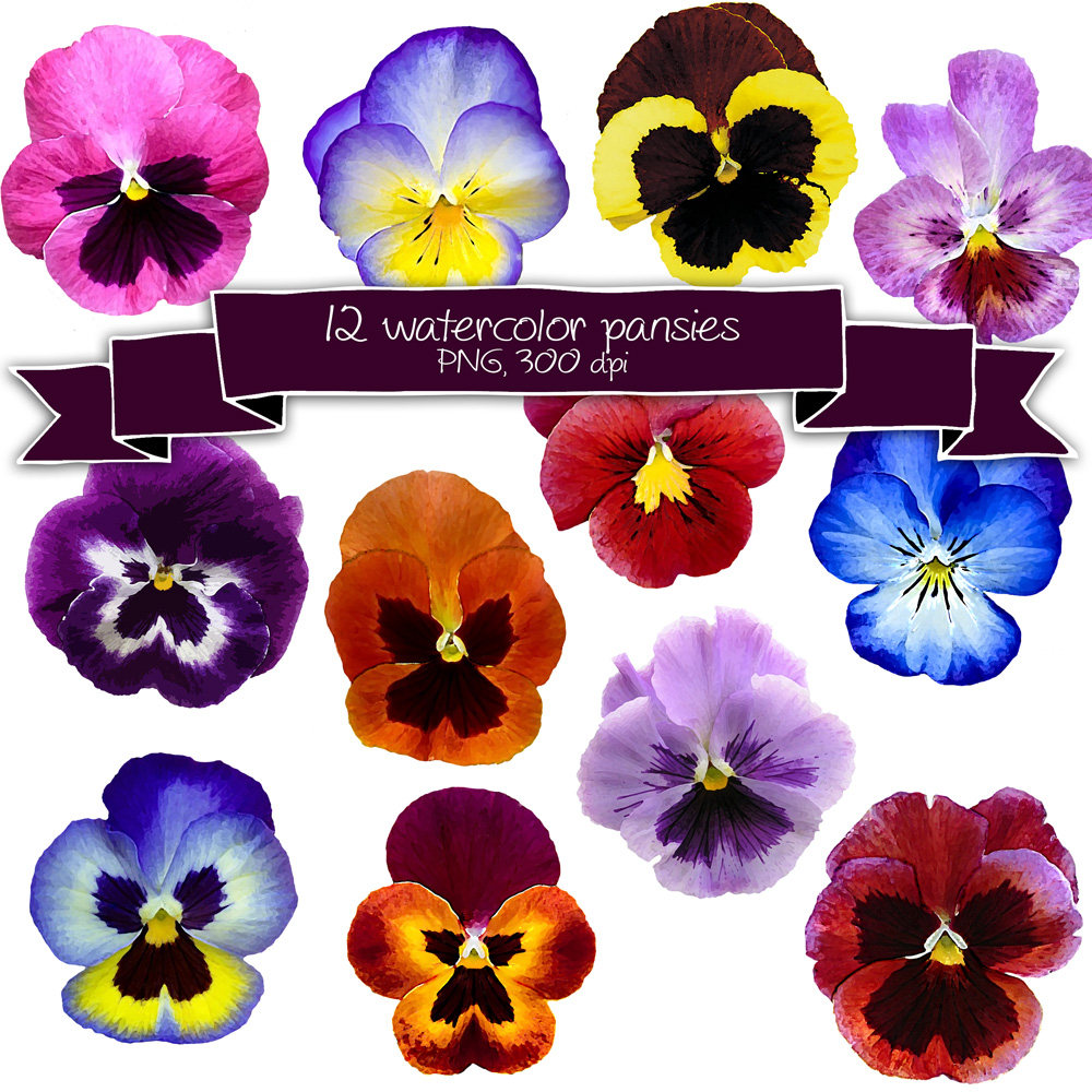 1000x1000 Watercolor Pansy Flower Clipart Watercolor Flowers Etsy - Watercolor Pansies