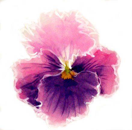 439x432 Watercolors On Rice Paper Workshop - Watercolor Pansies