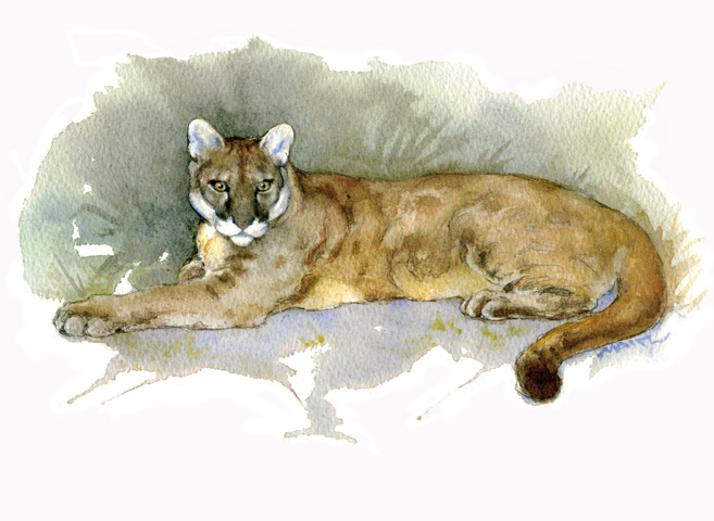 657x480 Florida Panther Watercolor Don Maitz - Watercolor Panther