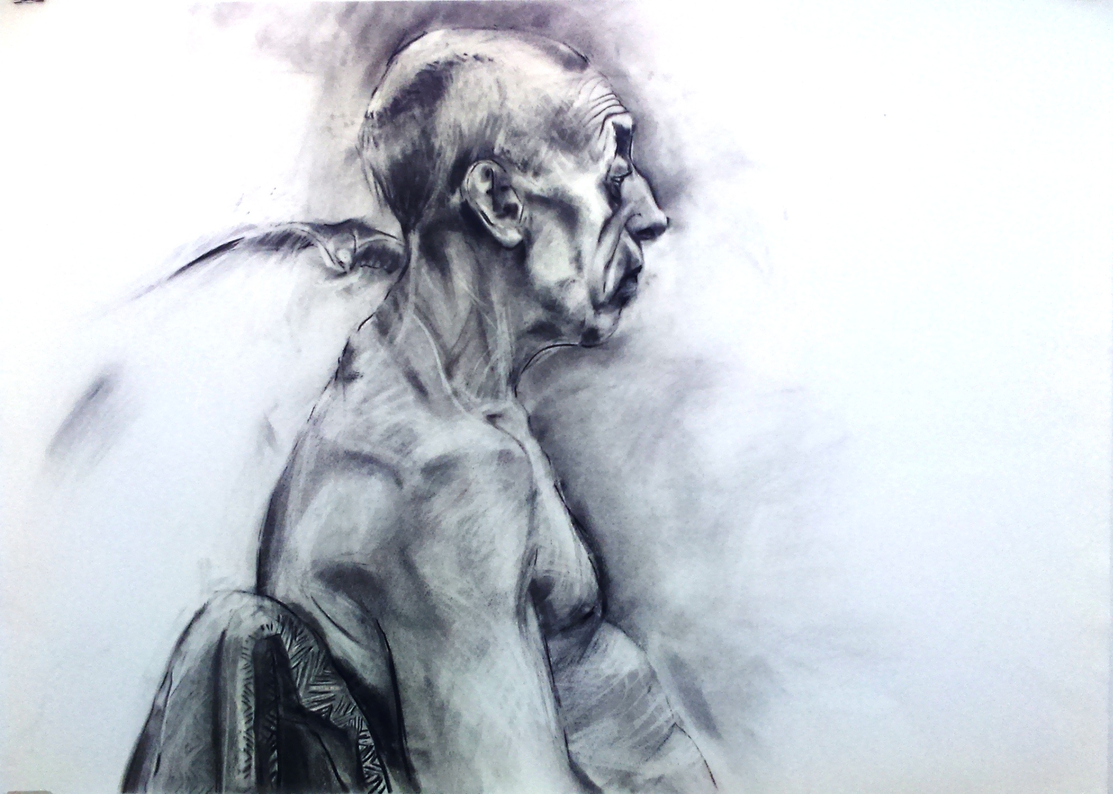 2179x1555 The Seagull, Charcoal On Watercolour Paper, 2016 - Watercolor Paper For Charcoal