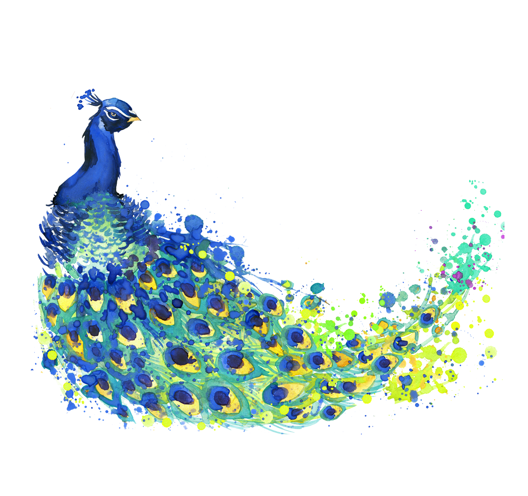 1032x970 The Peacock Feather Peafowl Drawing Watercolor Painting - Watercolor Peacock Feather