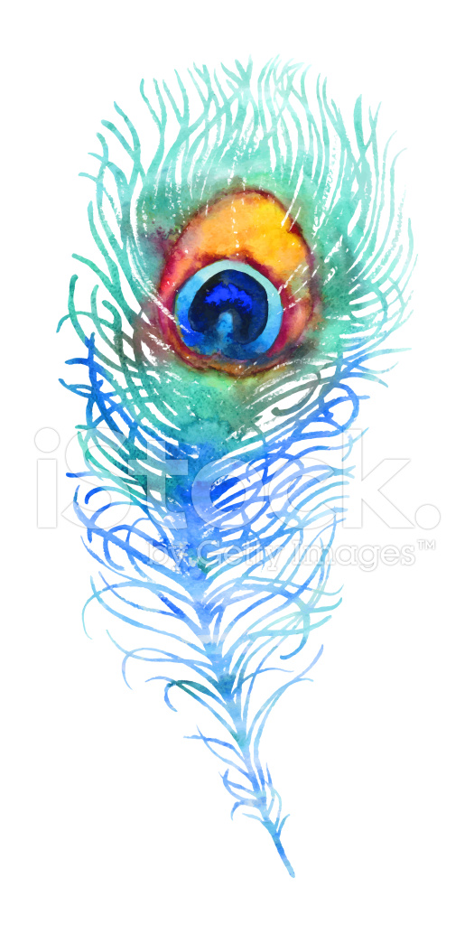 525x1024 Vector Watercolor Peacock Feather Stock Vector - Watercolor Peacock Feather