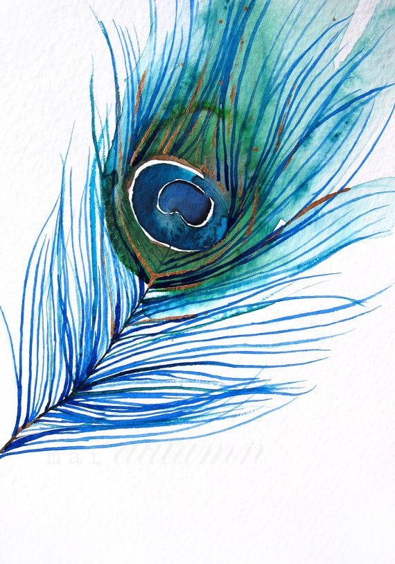570x813 Watercolor Peacock Feather - Watercolor Peacock Feather